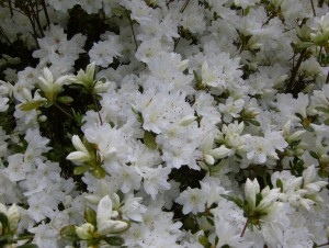 Azalea 2012